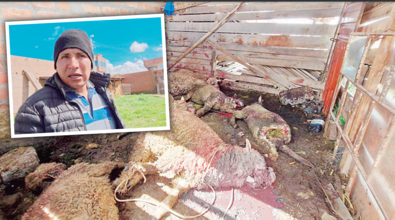 San Román : una jauría ataca y mata ocho ovejas