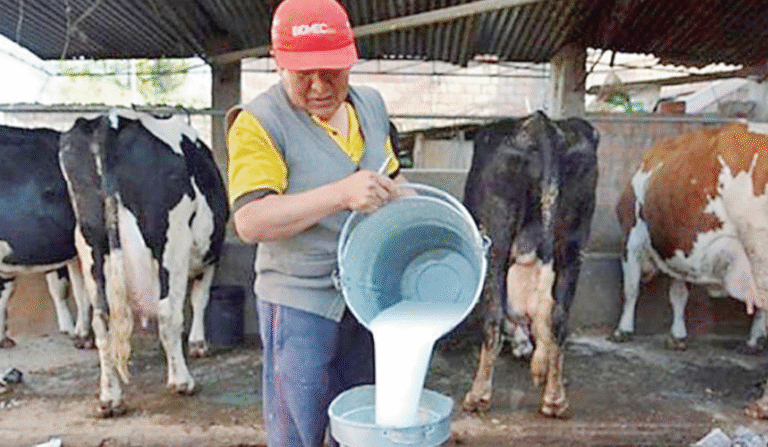 Productores se quedaron sin Feria EXPO Puno en el 2025