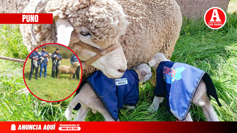Nacen más de mil ovinos por inseminación artificial en San Antón