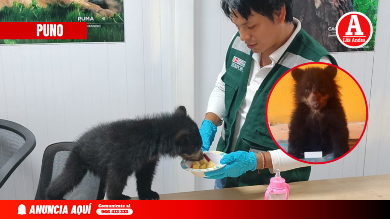 Rescatan a cría de oso andino que vivía en cautiverio