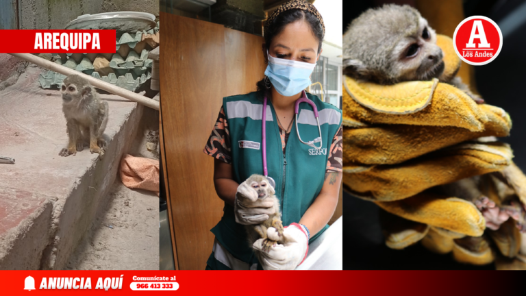 Hallan mono desnutrido y mutilado en Cerro Colorado