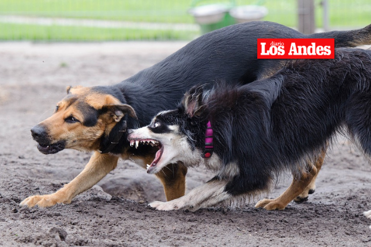 Puno: Perro ataca y muerde a escolar en Macusani