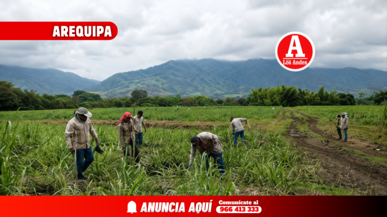 Arequipa: SENASA sanciona a 14 agricultores por descuidar control de mosca de la fruta