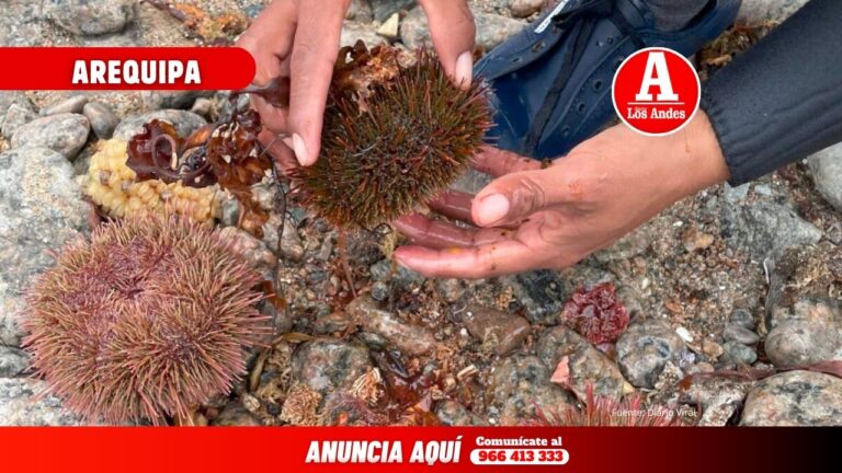Arequipa: Produce autoriza captura de 447 toneladas de erizo en litoral