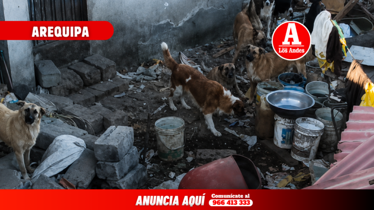 Denuncian presunto abandono de más de 30 perros que vivirían hacinados en Mariano Melgar de Arequipa