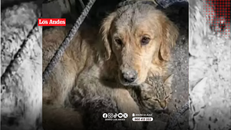 Perro rescata a gato herido tras sismos en Venezuela y conmueve a brigadistas