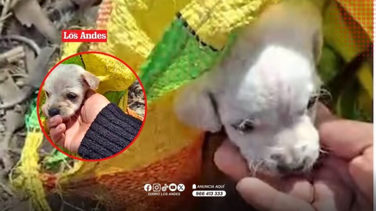 Rescatan cachorros abandonados dentro de una bolsa de rafia en Ica