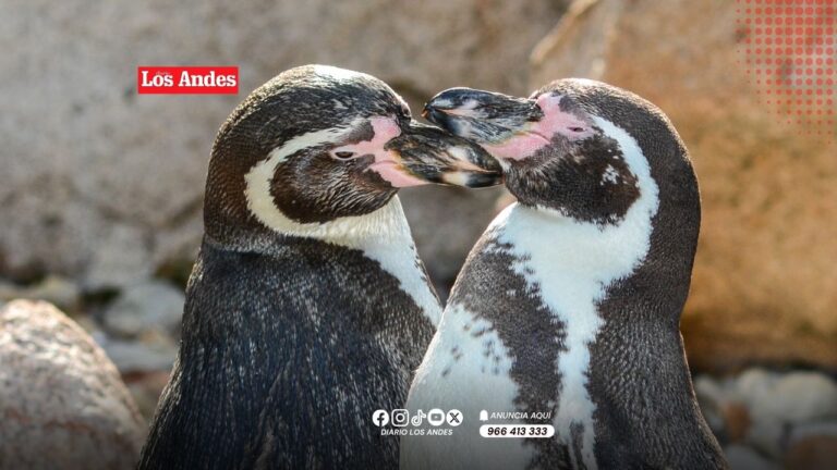 Quedan menos de 5,500 pingüinos de Humboldt en el Perú por El Niño