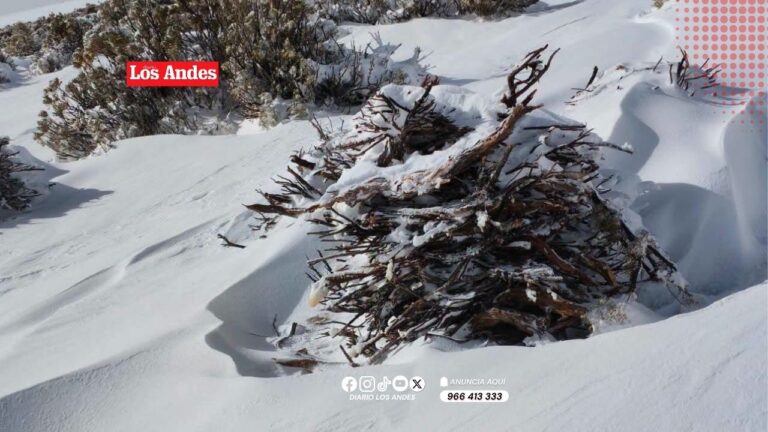 Nevadas afectan a cuatro familias ganaderas en Pisacoma
