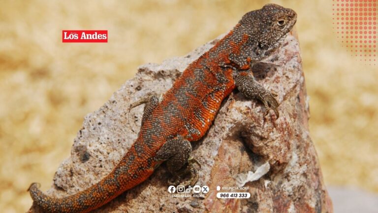 Descubren nueva especie de lagartija en Putina