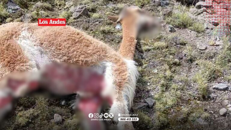 Huancavelica alerta por avance de la sarna que afecta a las vicuñas