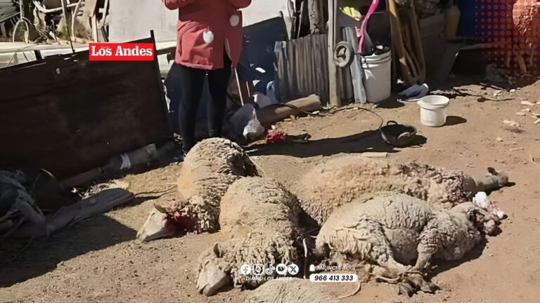 Jauría de perros mata y deja heridas a cerca de 20 ovejas en Juliaca